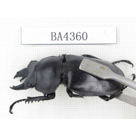 Neolucanus sp. China, Guizhou, Qiandongnan, Mt.Miaoling. 1P. BA4360.