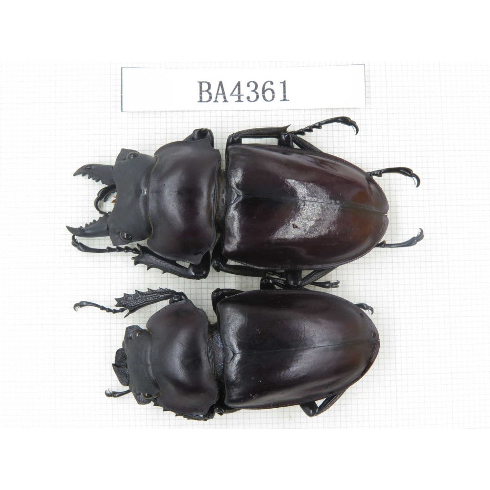Neolucanus sp. China, Guizhou, Qiandongnan, Mt.Miaoling. 1P. BA4361.
