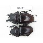 Neolucanus sp. China, Guizhou, Qiandongnan, Mt.Miaoling. 1P. BA4361.