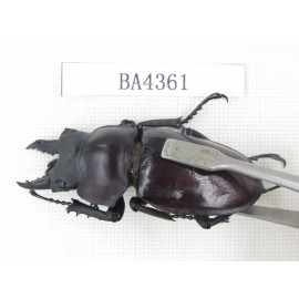 Neolucanus sp. China, Guizhou, Qiandongnan, Mt.Miaoling. 1P. BA4361.