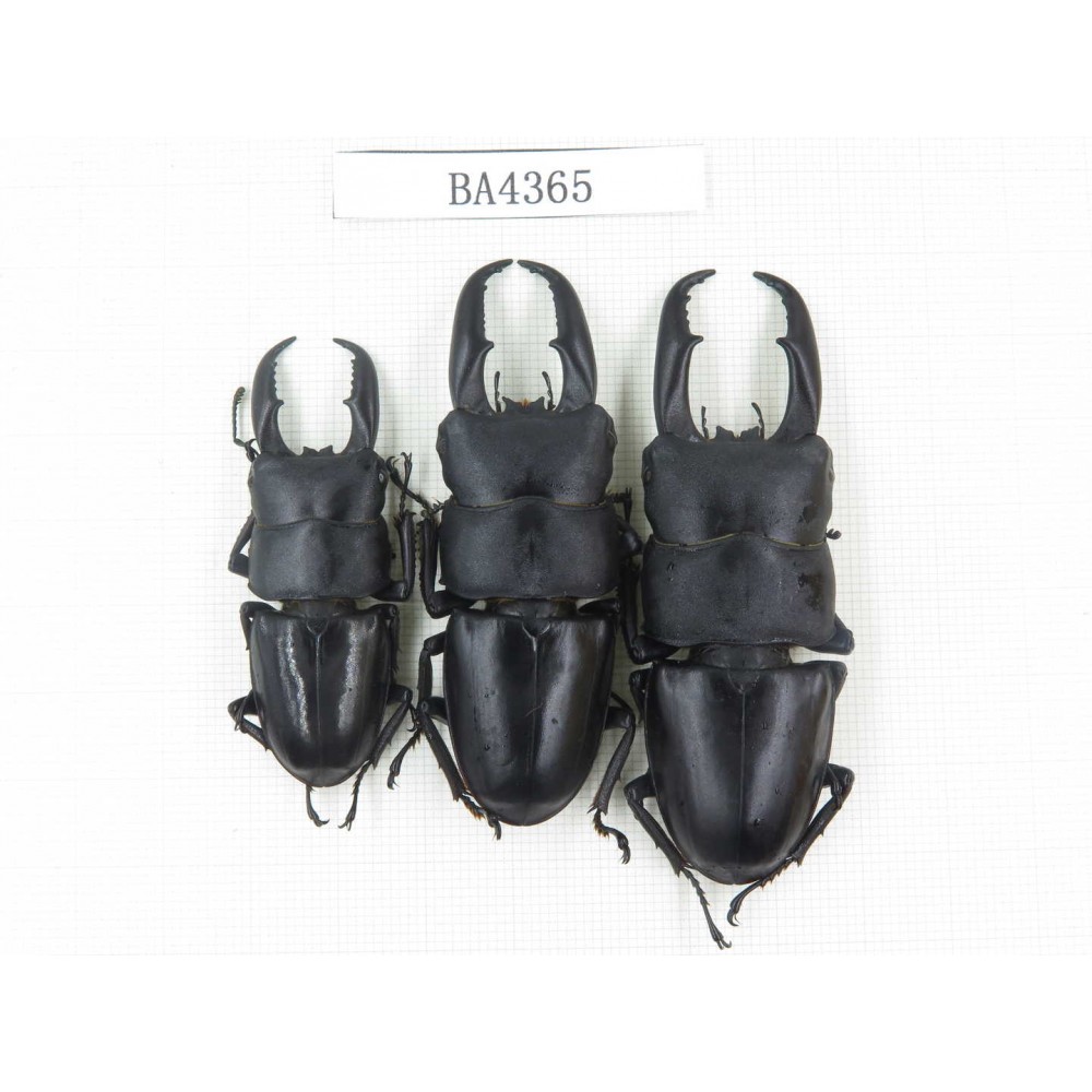 Dorcus sp. China, Guizhou, Qiandongnan, Mt.Miaoling. 3M. BA4365.