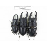 Dorcus sp. China, Guizhou, Qiandongnan, Mt.Miaoling. 3M. BA4366.