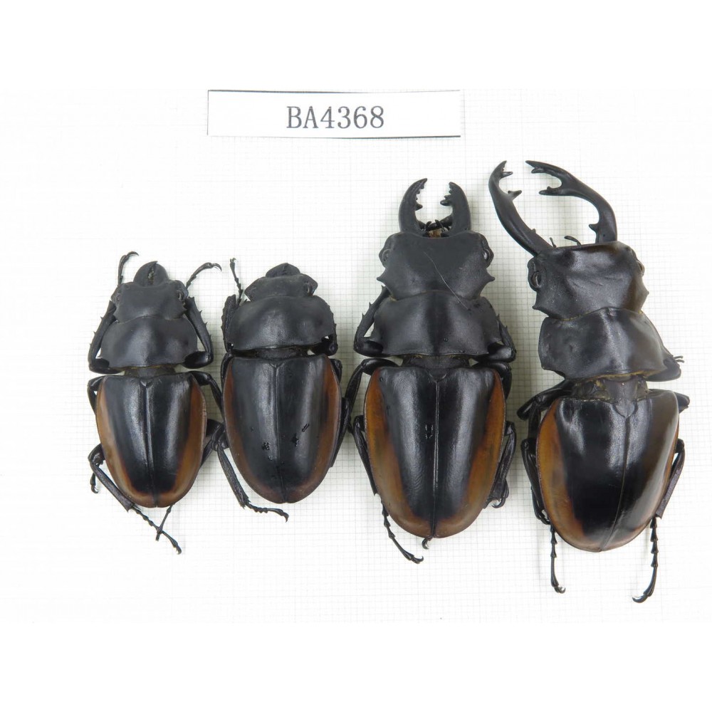 Odontolabis cuvera ssp. China, Quizhou, Qiandongnan, Mt.Miaoling. 3M1F. BA4368.