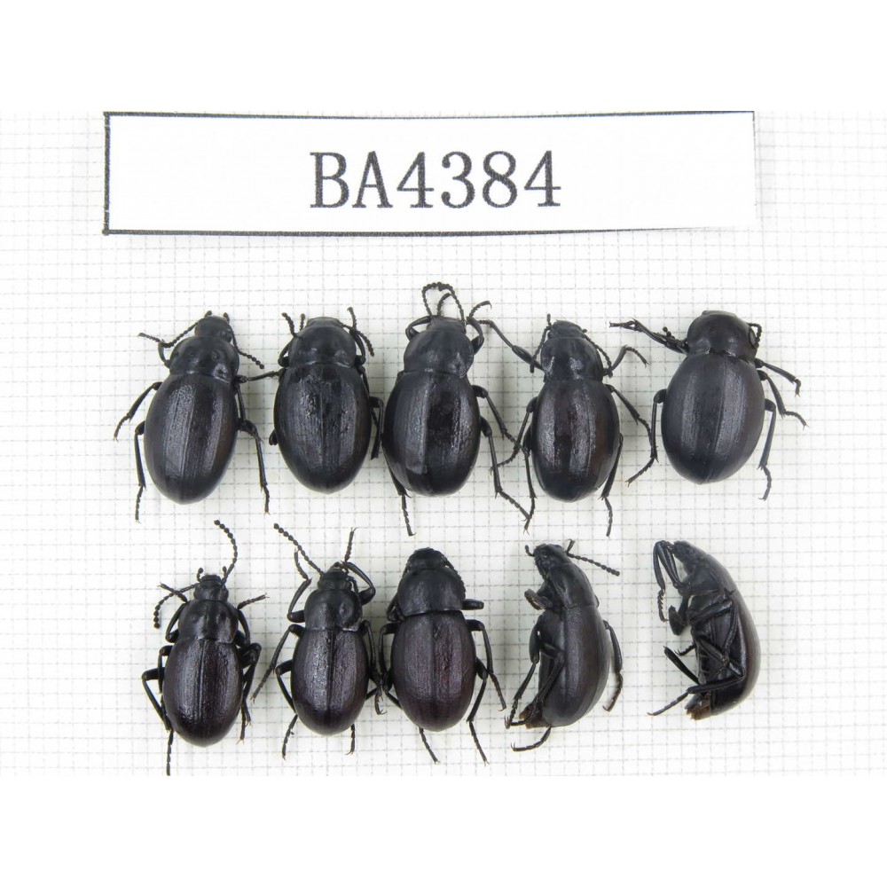 Tenebrionidae sp. China, Tibet, Linzhi, Mt.Serkyla. 10Pcs. BA4384.