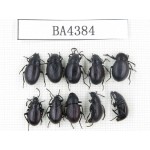 Tenebrionidae sp. China, Tibet, Linzhi, Mt.Serkyla. 10Pcs. BA4384.