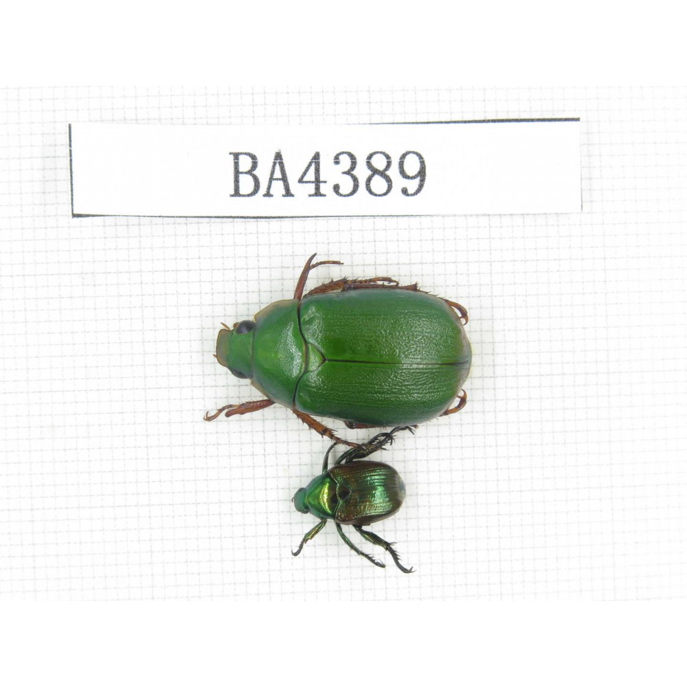 Rutelidae sp. China, Tibet, Linzhi, Bomi county. 2Pcs. BA4389.