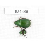 Rutelidae sp. China, Tibet, Linzhi, Bomi county. 2Pcs. BA4389.
