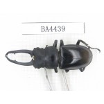Prosopocoilus sp. China, Yunnan, Honghe, Jinping county. 1Pcs. BA4439.