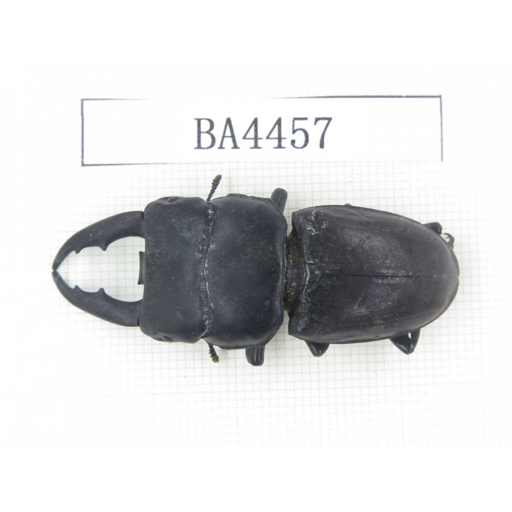 Dorcus sp. China, Yunnan, Honghe, Jinping county. 1M. BA4457.