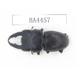 Dorcus sp. China, Yunnan, Honghe, Jinping county. 1M. BA4457.