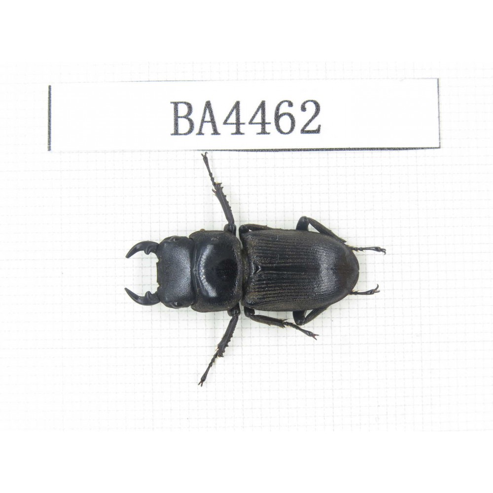 Dorcus sp. China, Yunnan, Honghe, Jinping county. 1M. BA4462.