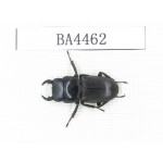 Dorcus sp. China, Yunnan, Honghe, Jinping county. 1M. BA4462.