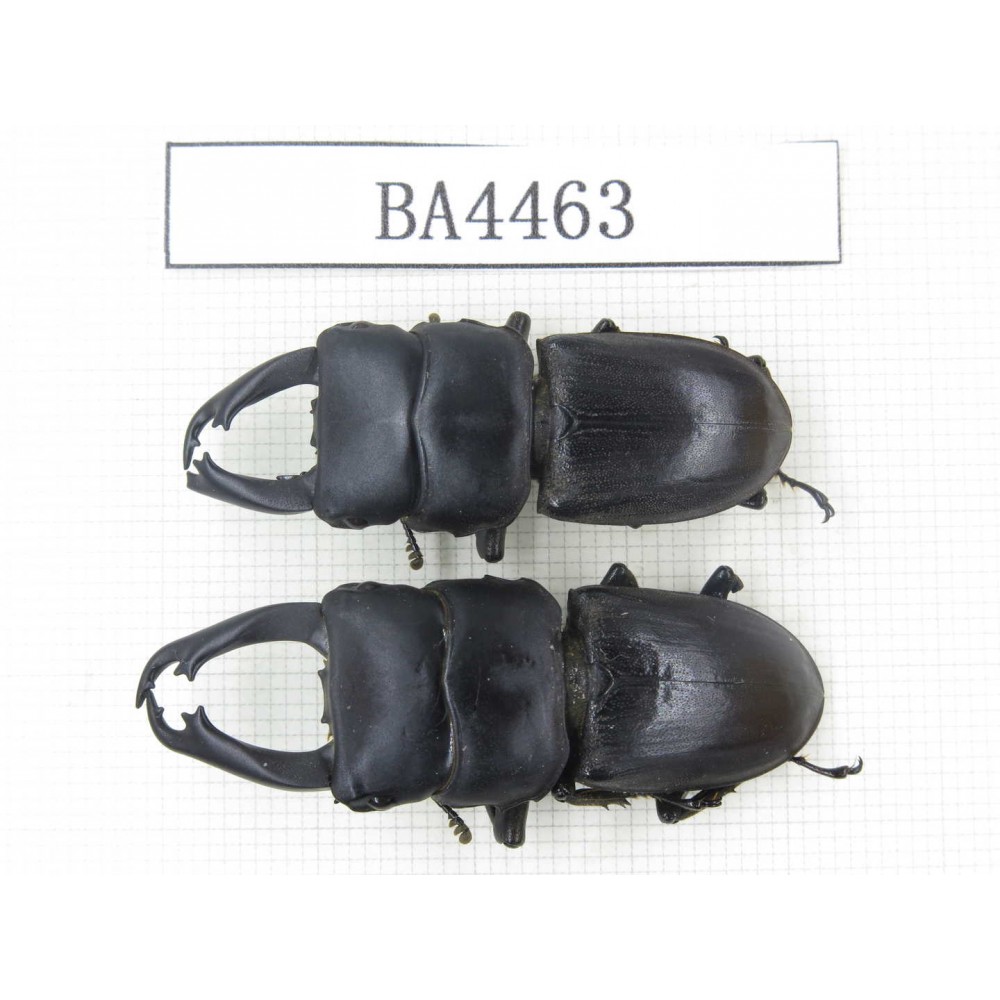Dorcus sp. China, Yunnan, Honghe, Jinping county. 2M. BA4463.
