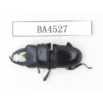 Dorcus sp. China, Yunnan, Nujiang, Lushui county. 1M. BA4527.