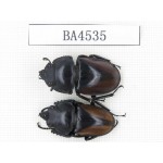 Neolucanus sp. China, Yunnan, Honghe, Mt.Daweishan. 1P. BA4535.