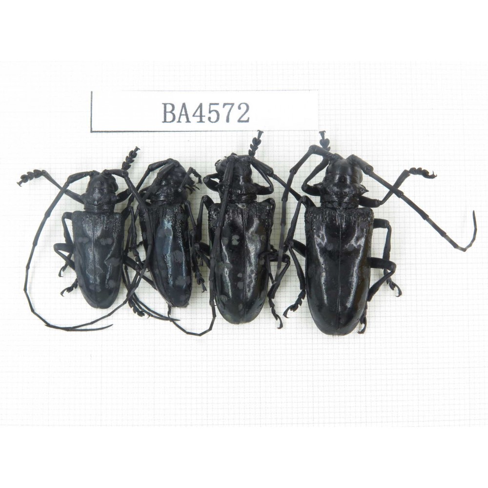 Cerambycidae sp. China, Yunnan, Nujiang, N of Mt.Biluoxueshan. 4Pcs. BA4572.