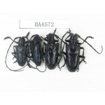 Cerambycidae sp. China, Yunnan, Nujiang, N of Mt.Biluoxueshan. 4Pcs. BA4572.