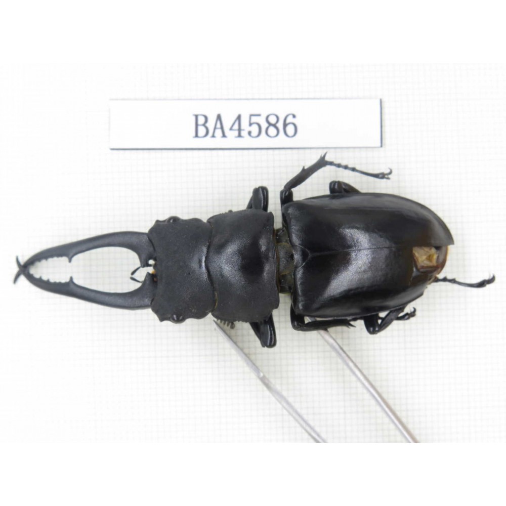 Hexarthrius sp. China, Yunnan, Honghe, Jinping county. 1Pcs. BA4586.
