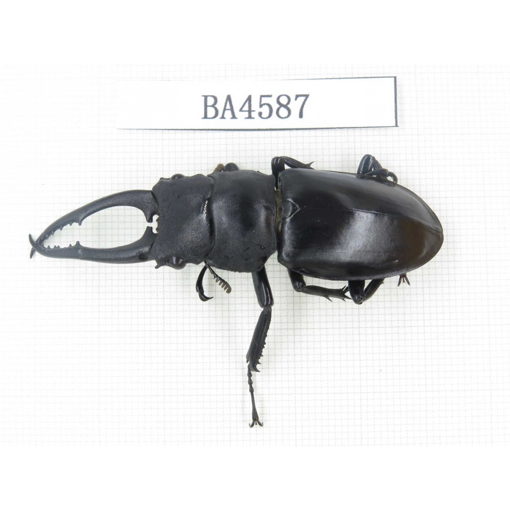 Hexarthrius sp. China, Yunnan, Honghe, Jinping county. 1M. BA4587.