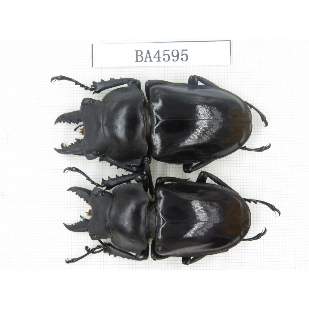 Neolucanus sp. China, Yunnan, Honghe, Jinping county. 2M. BA4595.
