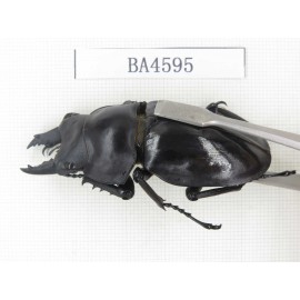 Neolucanus sp. China, Yunnan, Honghe, Jinping county. 2M. BA4595.