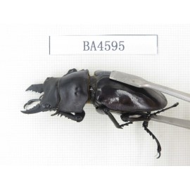 Neolucanus sp. China, Yunnan, Honghe, Jinping county. 2M. BA4595.