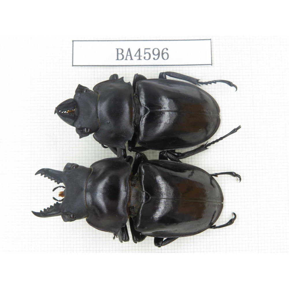 Neolucanus sp. China, Yunnan, Honghe, Jinping county. 2M. BA4596.