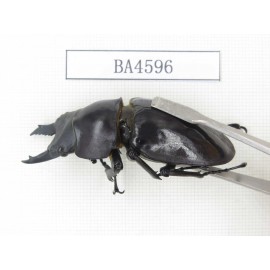 Neolucanus sp. China, Yunnan, Honghe, Jinping county. 2M. BA4596.
