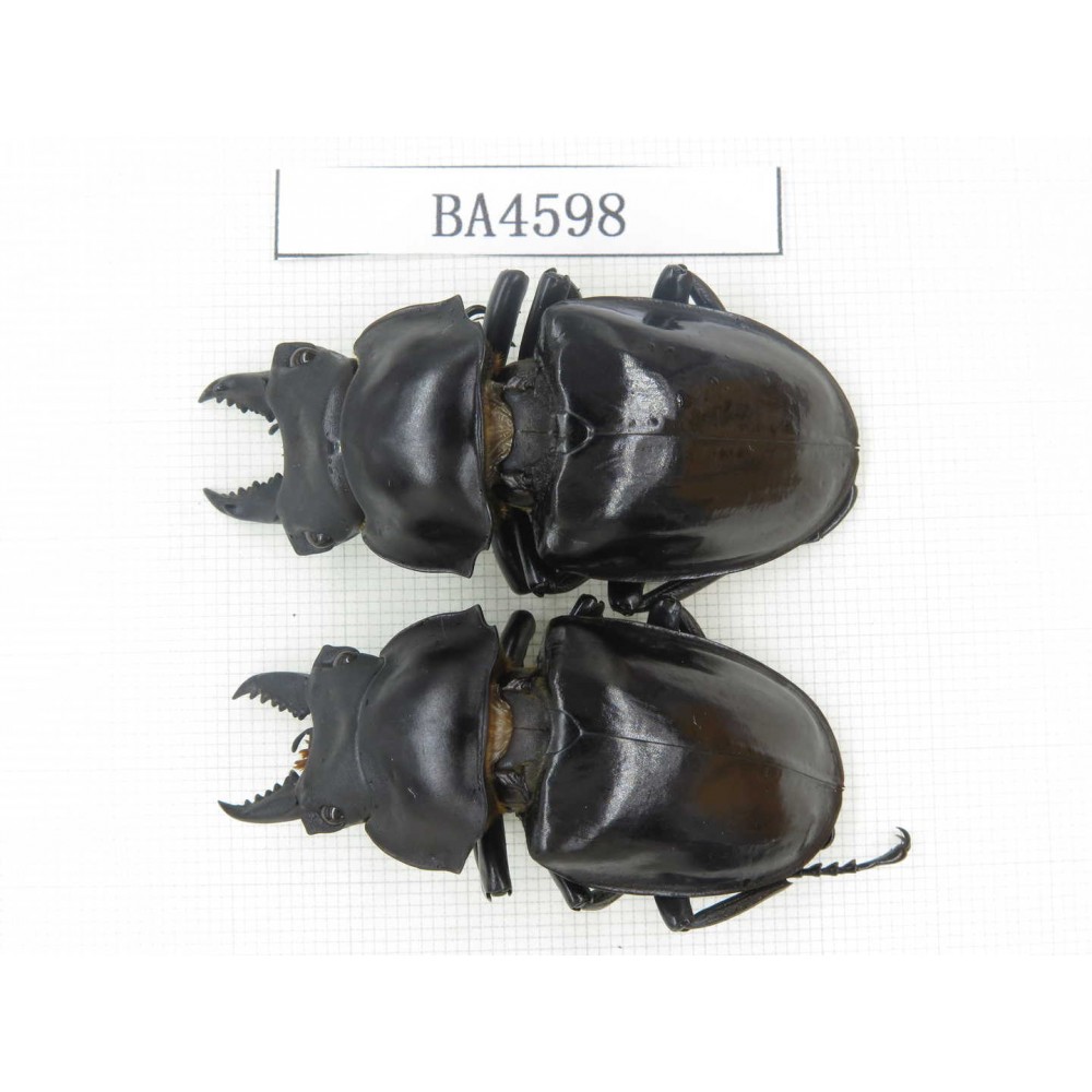 Neolucanus sp. China, Yunnan, Honghe, Jinping county. 2M. BA4598.