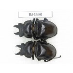 Neolucanus sp. China, Yunnan, Honghe, Jinping county. 2M. BA4598.