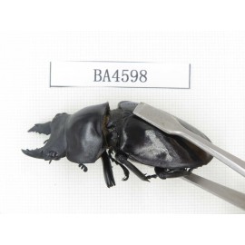 Neolucanus sp. China, Yunnan, Honghe, Jinping county. 2M. BA4598.