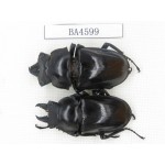 Neolucanus sp. China, Yunnan, Honghe, Jinping county. 2M. BA4599.
