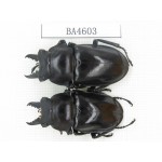 Neolucanus sp. China, Yunnan, Honghe, Jinping county. 2M. BA4603.