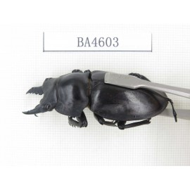 Neolucanus sp. China, Yunnan, Honghe, Jinping county. 2M. BA4603.