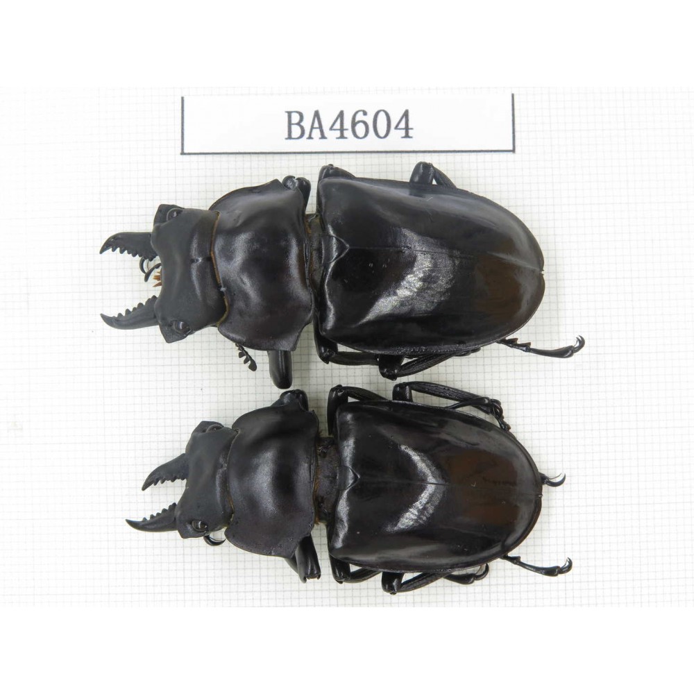 Neolucanus sp. China, Yunnan, Honghe, Jinping county. 2M. BA4604.