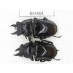 Neolucanus sp. China, Yunnan, Honghe, Jinping county. 2M. BA4604.