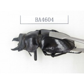 Neolucanus sp. China, Yunnan, Honghe, Jinping county. 2M. BA4604.