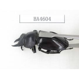 Neolucanus sp. China, Yunnan, Honghe, Jinping county. 2M. BA4604.