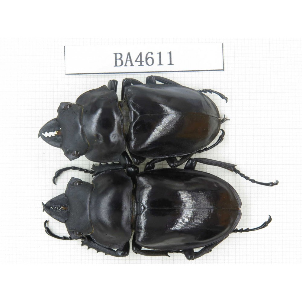 Neolucanus sp. China, Yunnan, Honghe, Jinping county. 2M. BA4611.