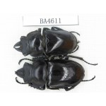 Neolucanus sp. China, Yunnan, Honghe, Jinping county. 2M. BA4611.