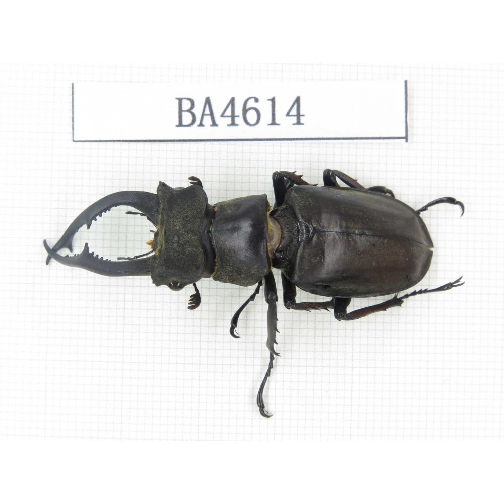 Lucanus sp. China, Yunnan, Honghe, Jinping county. 1M. BA4614.