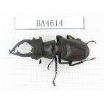 Lucanus sp. China, Yunnan, Honghe, Jinping county. 1M. BA4614.