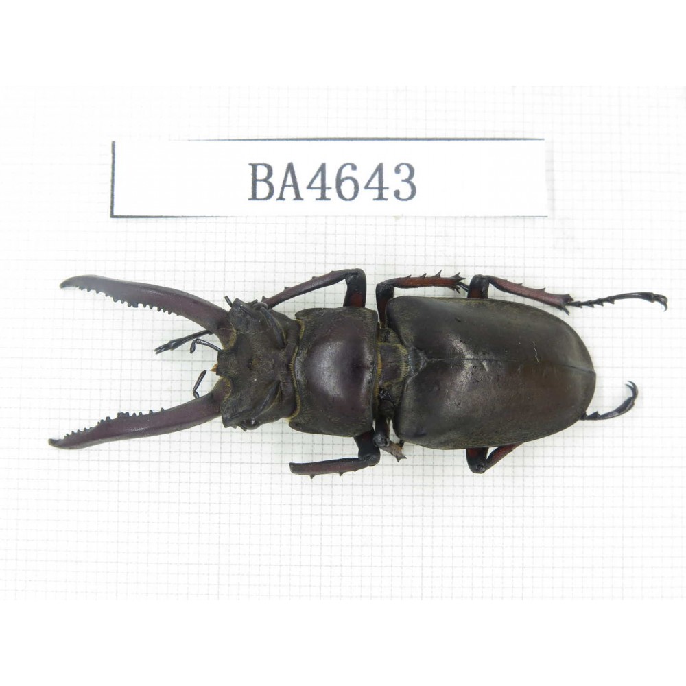 Lucanus sp. China, Yunnan, Dehong, Longchuan county. 1M. BA4643.