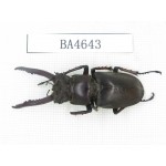 Lucanus sp. China, Yunnan, Dehong, Longchuan county. 1M. BA4643.