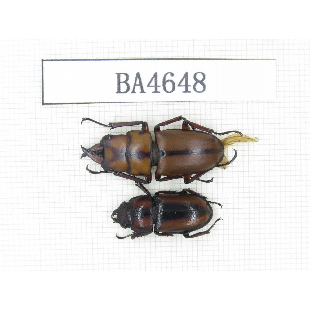 Prosopocoilus sp.  China, Yunnan, Dehong, Longchuan county. 1P. BA4648.