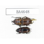 Prosopocoilus sp.  China, Yunnan, Dehong, Longchuan county. 1P. BA4648.