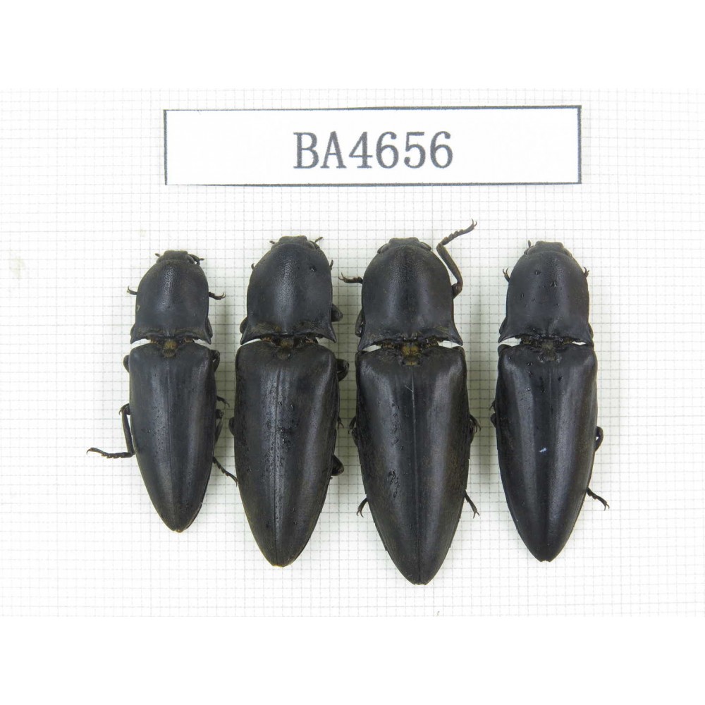 Elateridae sp. China, Yunnan, Dehong, Longchuan county. 4M. BA4656.