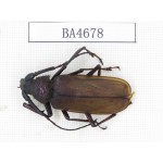 Cerambycidae sp. China, Yunnan, Dehong, Longchuan county. 1Pcs. BA4678.