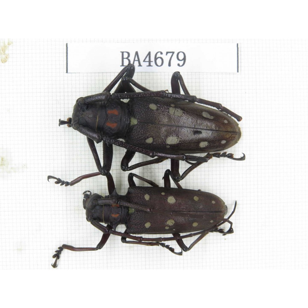 Cerambycidae sp. China, Yunnan, Dehong, Longchuan county. 2Pcs. BA4679.