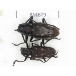 Cerambycidae sp. China, Yunnan, Dehong, Longchuan county. 2Pcs. BA4679.
